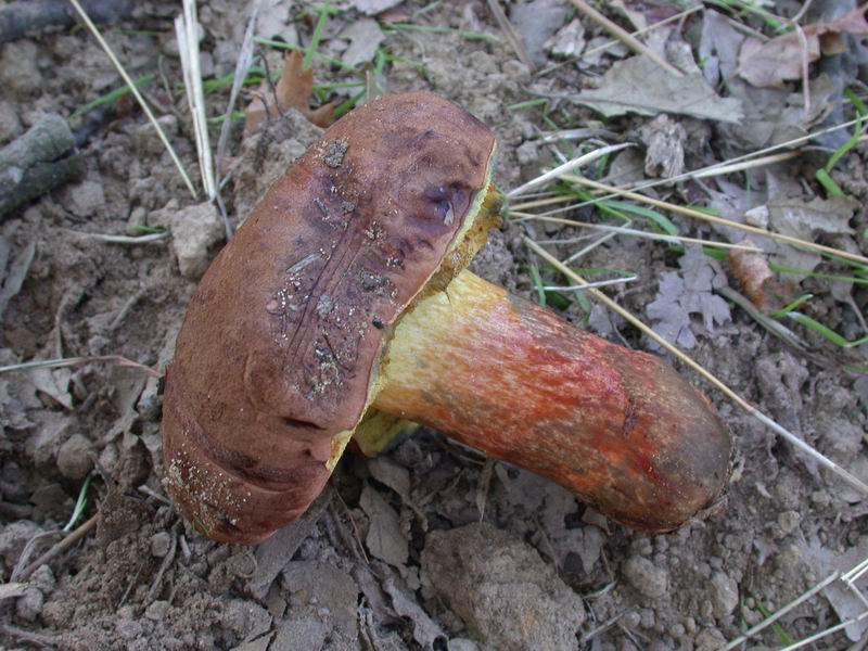 Boletus...da determinare.